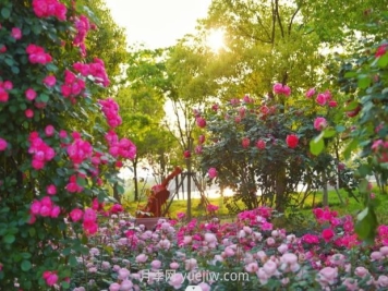 上海前滩休闲公园，月季花海盛景等你赏